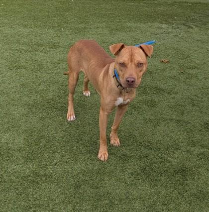 Vance, Adoptable, Adult Male Mixed Breed & Mixed Breed.