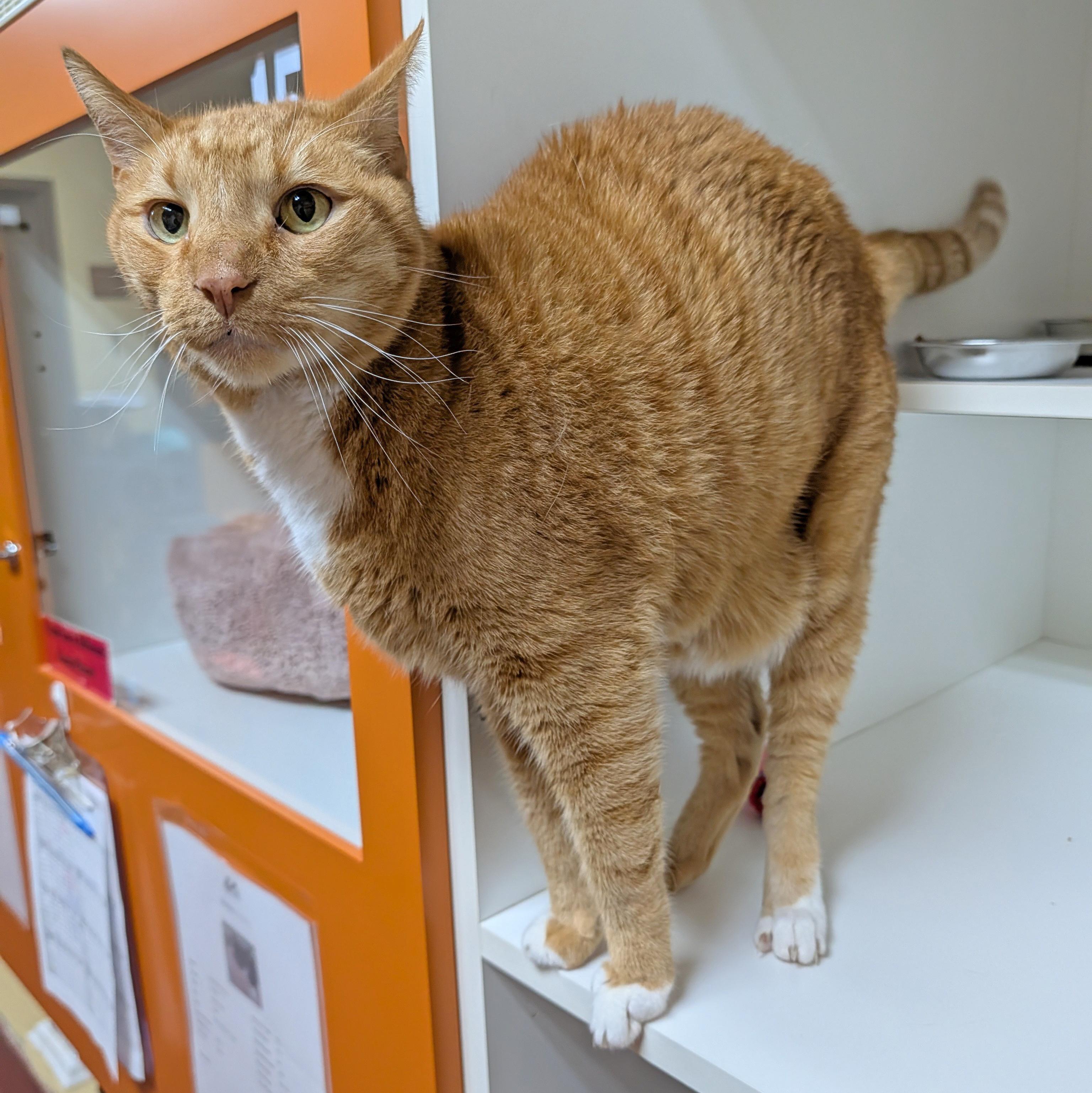 Enlarge Simba, a ADOPTABLE Domestic Short Hair in Accident, MD image 2/6