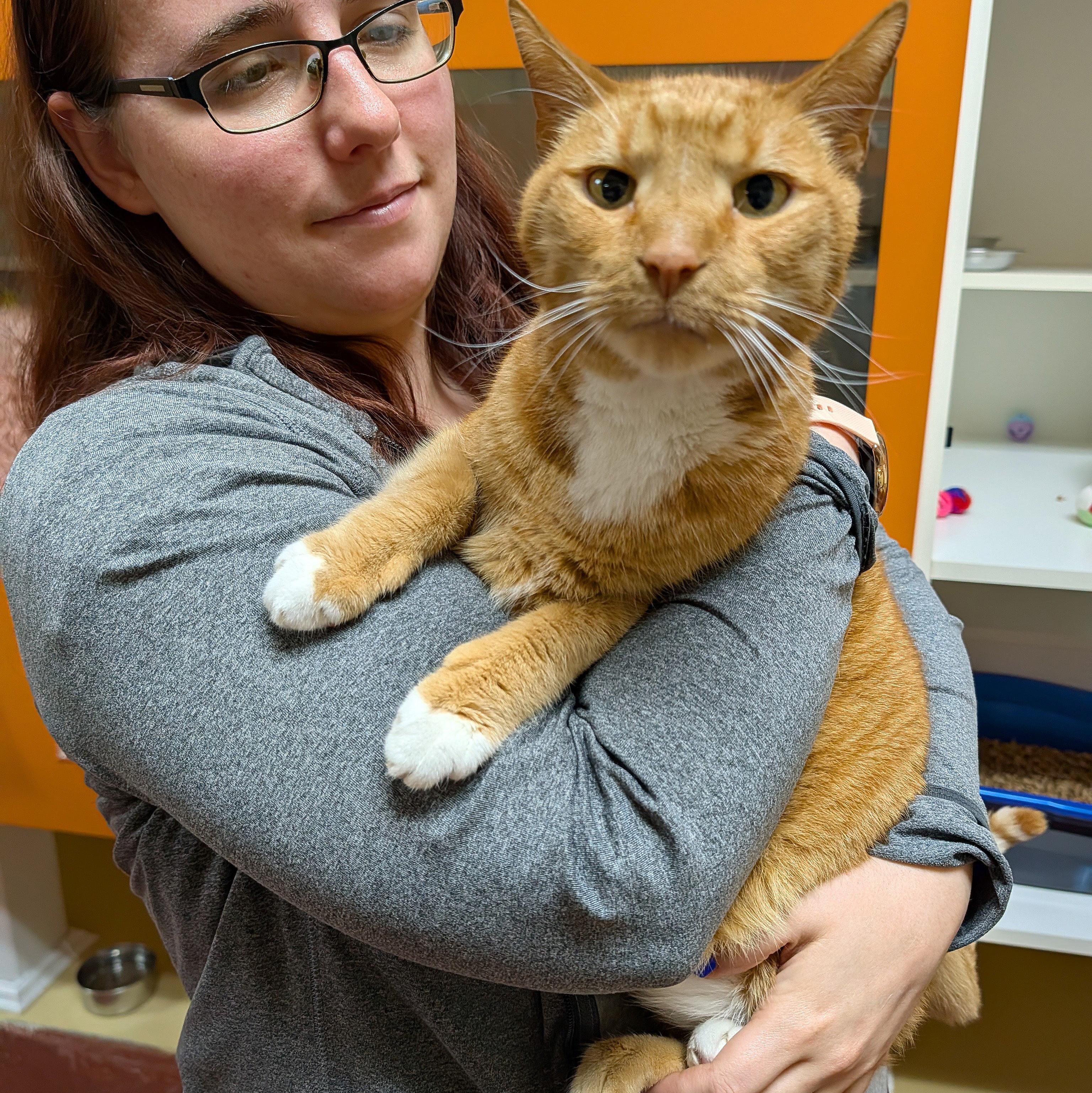Simba, ADOPTABLE, Senior Male Domestic Short Hair.
