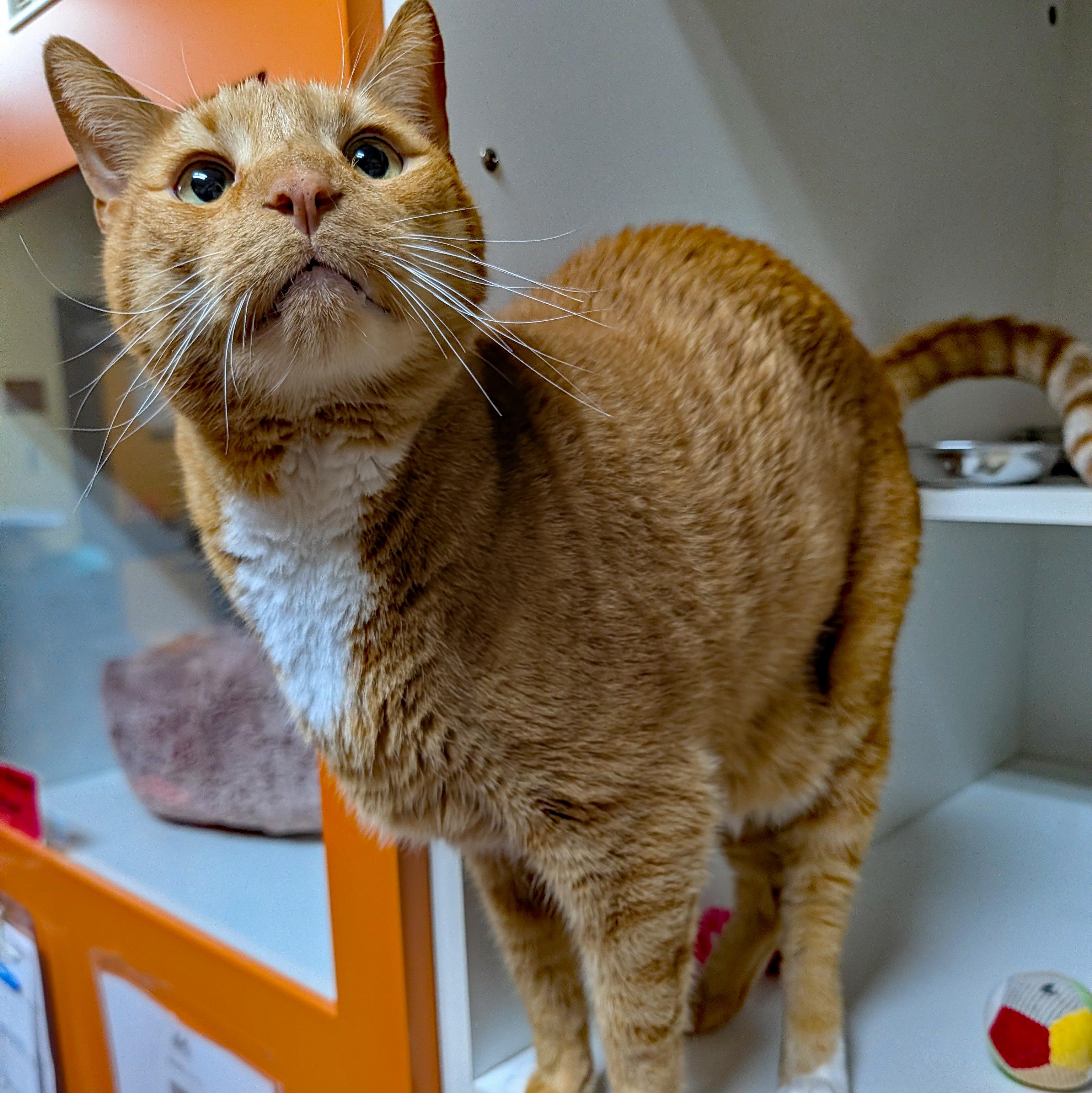 Enlarge Simba, a ADOPTABLE Domestic Short Hair in Accident, MD image 6/6