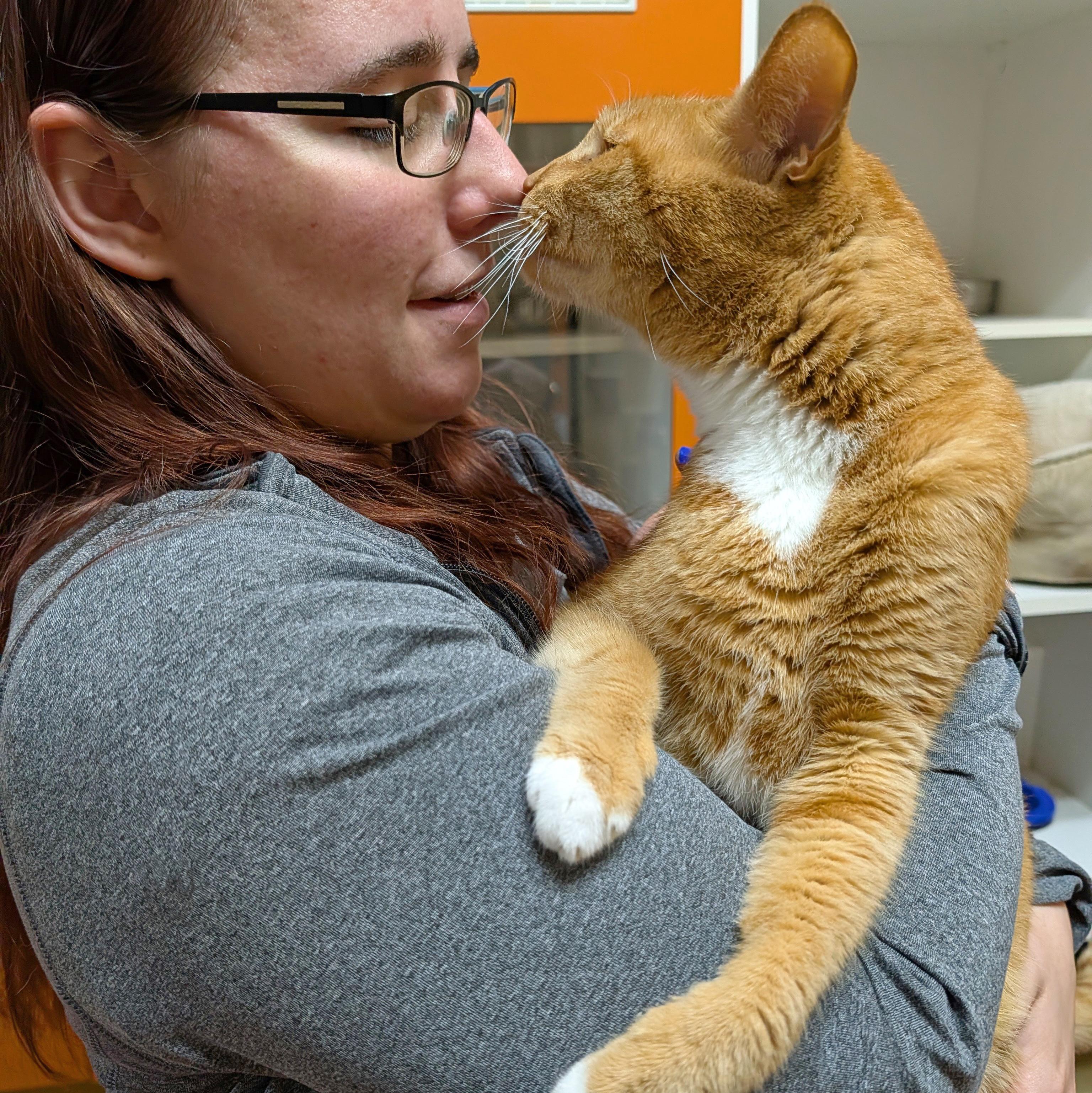 Enlarge Simba, a ADOPTABLE Domestic Short Hair in Accident, MD image 4/6