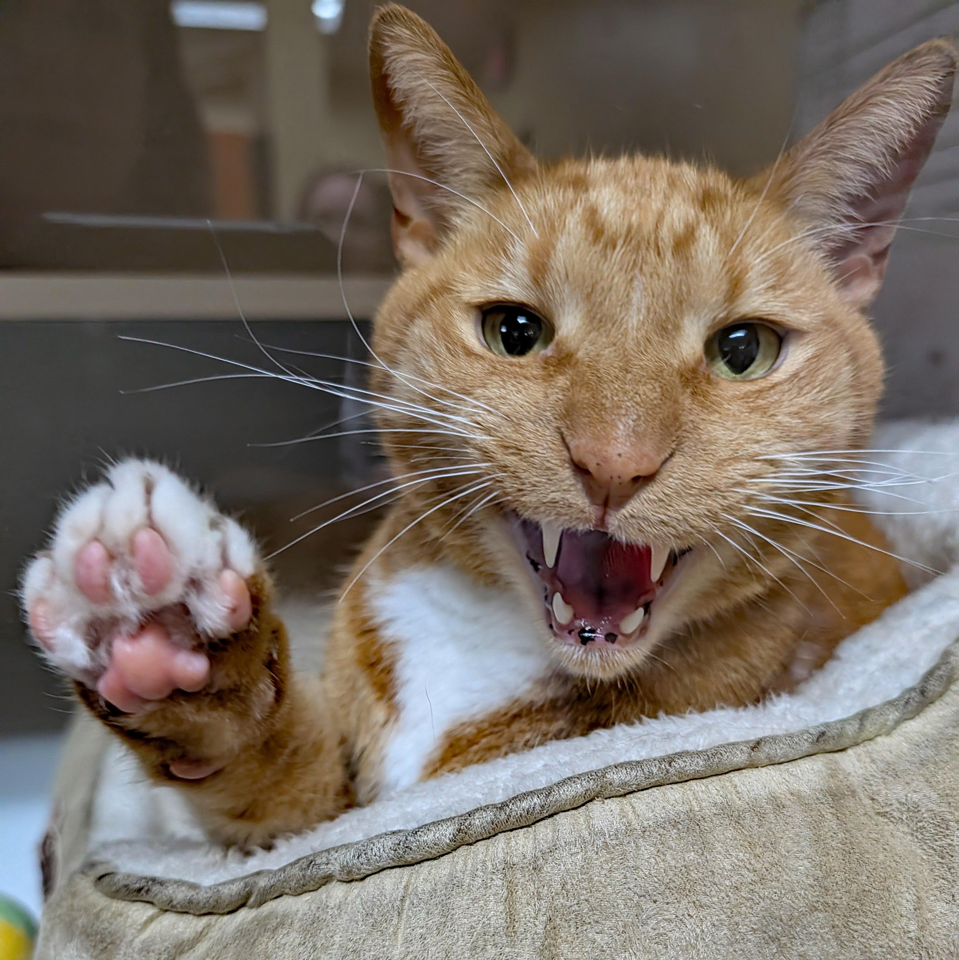 Enlarge Simba, a ADOPTABLE Domestic Short Hair in Accident, MD image 3/6