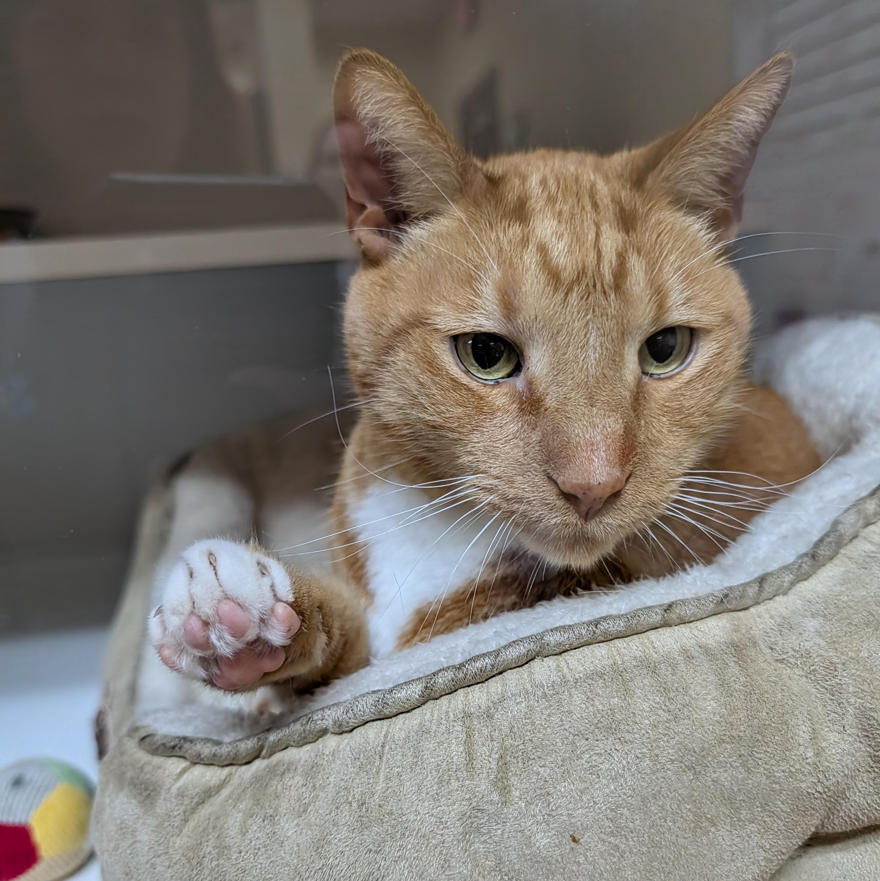 Enlarge Simba, a ADOPTABLE Domestic Short Hair in Accident, MD image 5/6