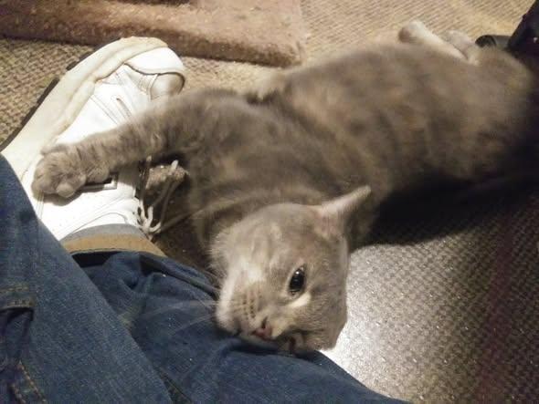 Tina, ADOPTABLE, Adult Female Domestic Short Hair.