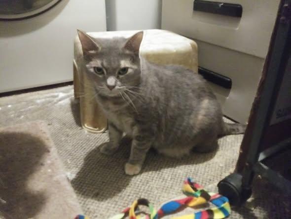 Enlarge Tina, a ADOPTABLE Domestic Short Hair in Chesapeake Beach, MD image 2/3