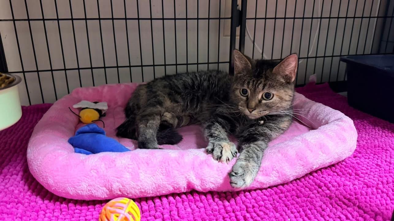 Enlarge Paula-Purrs-a-lot, a Adoptable Domestic Short Hair in Ashland, KY image 1/1