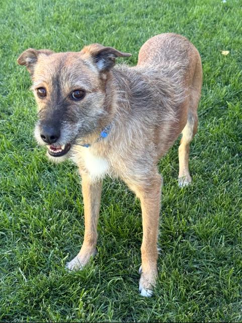 Rue, Adoptable, Adult Female Terrier.