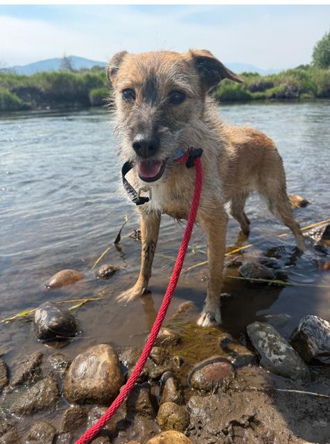 Rue, a Adoptable Terrier in Midway, UT image 2/3