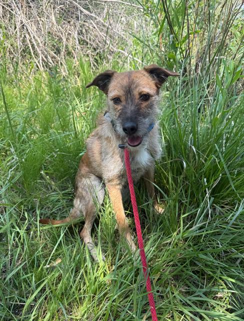Rue, a Adoptable Terrier in Midway, UT image 3/3