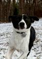 Enlarge Lily, a ADOPTABLE mixed breed in POTOMAC, MD image 2/6