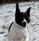 Enlarge Lily, a ADOPTABLE mixed breed in POTOMAC, MD image 1/6