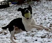 Enlarge Lily, a ADOPTABLE mixed breed in POTOMAC, MD image 4/6
