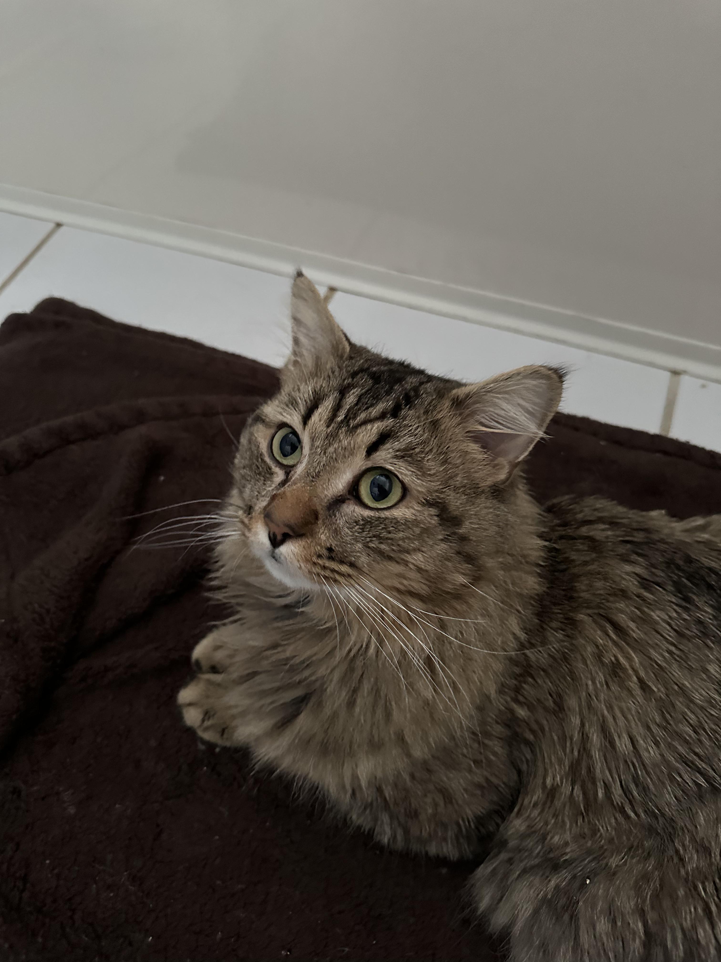 Leo, an adopted mixed breed in Richmond, VA image 4/6