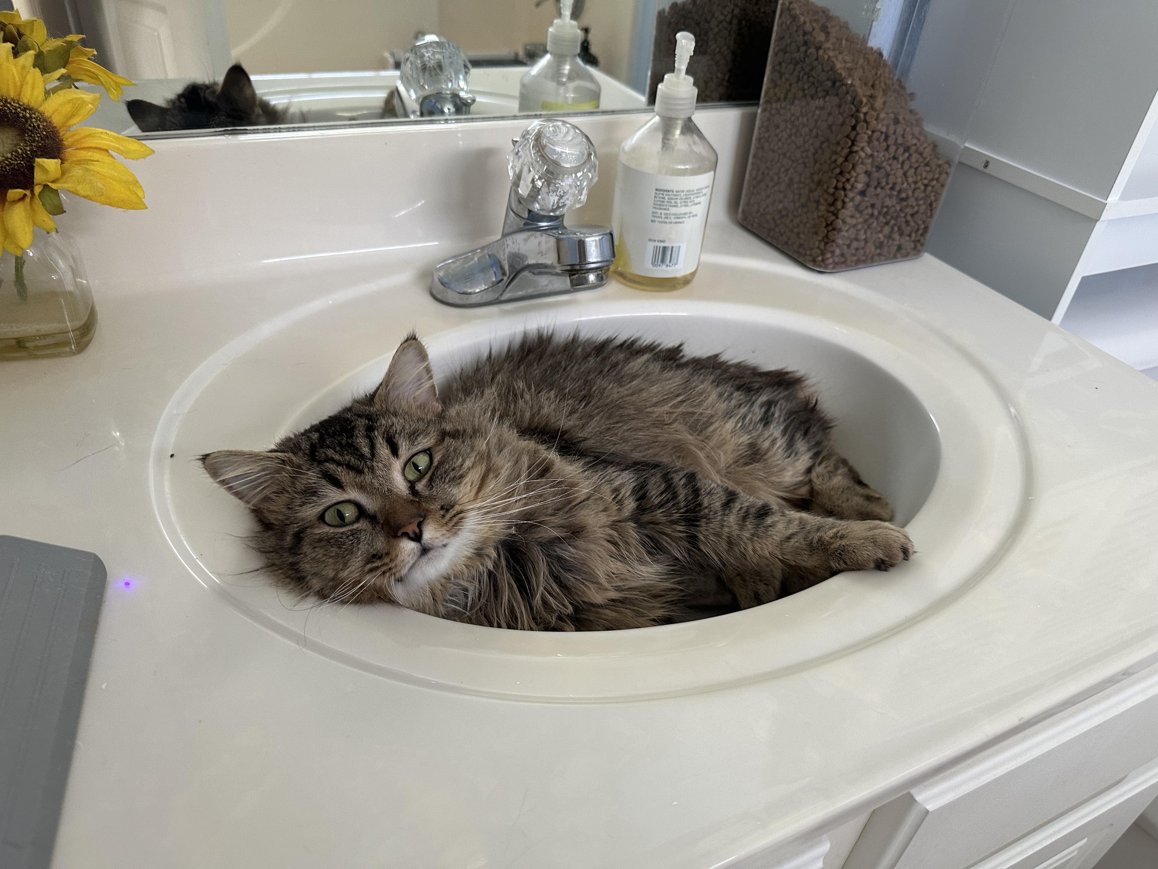 Leo, adopted, Young Male Maine Coon.