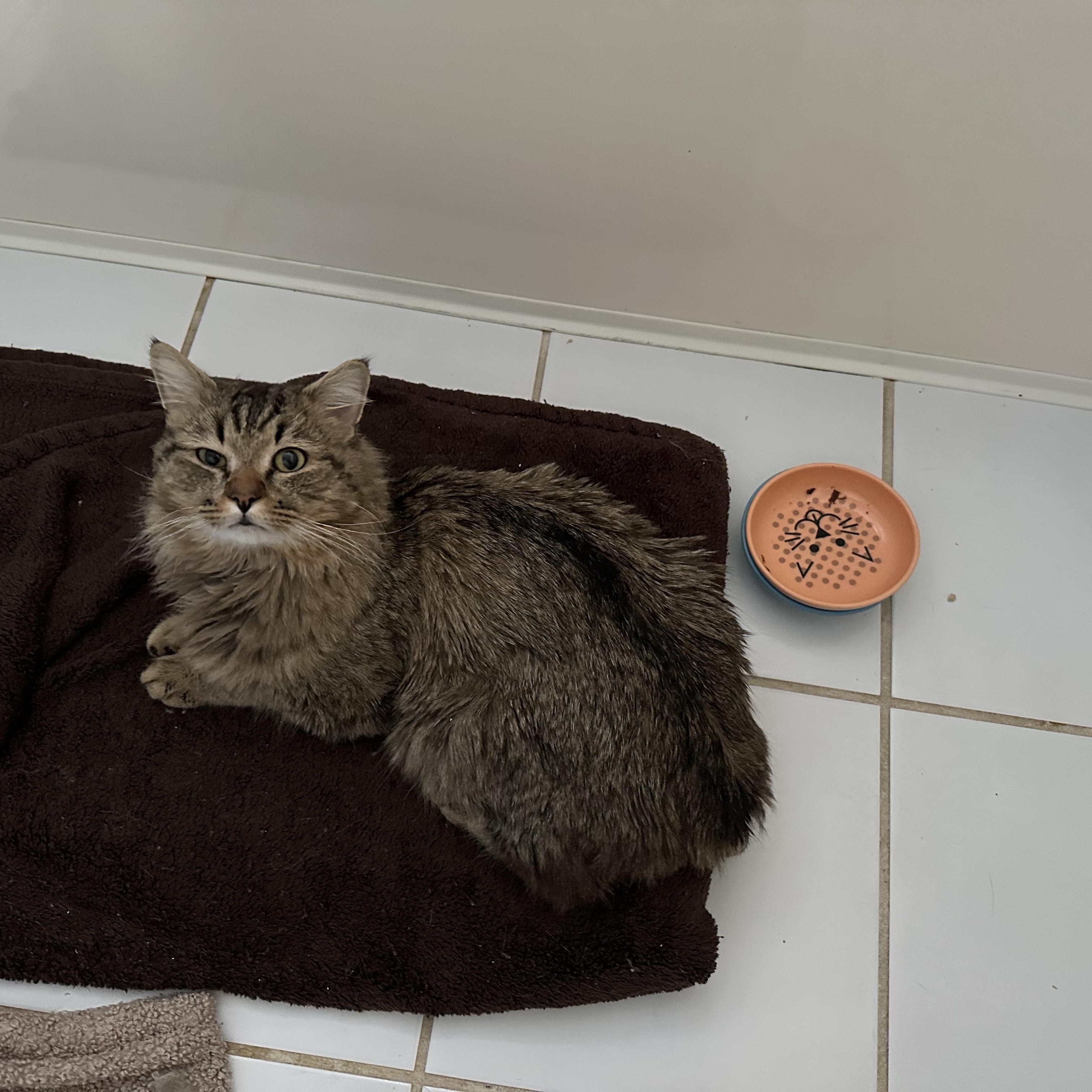 Leo, an adopted mixed breed in Richmond, VA image 3/6