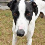 FLASH, Adoptable, Adult Male Greyhound & Treeing Walker Coonhound.
