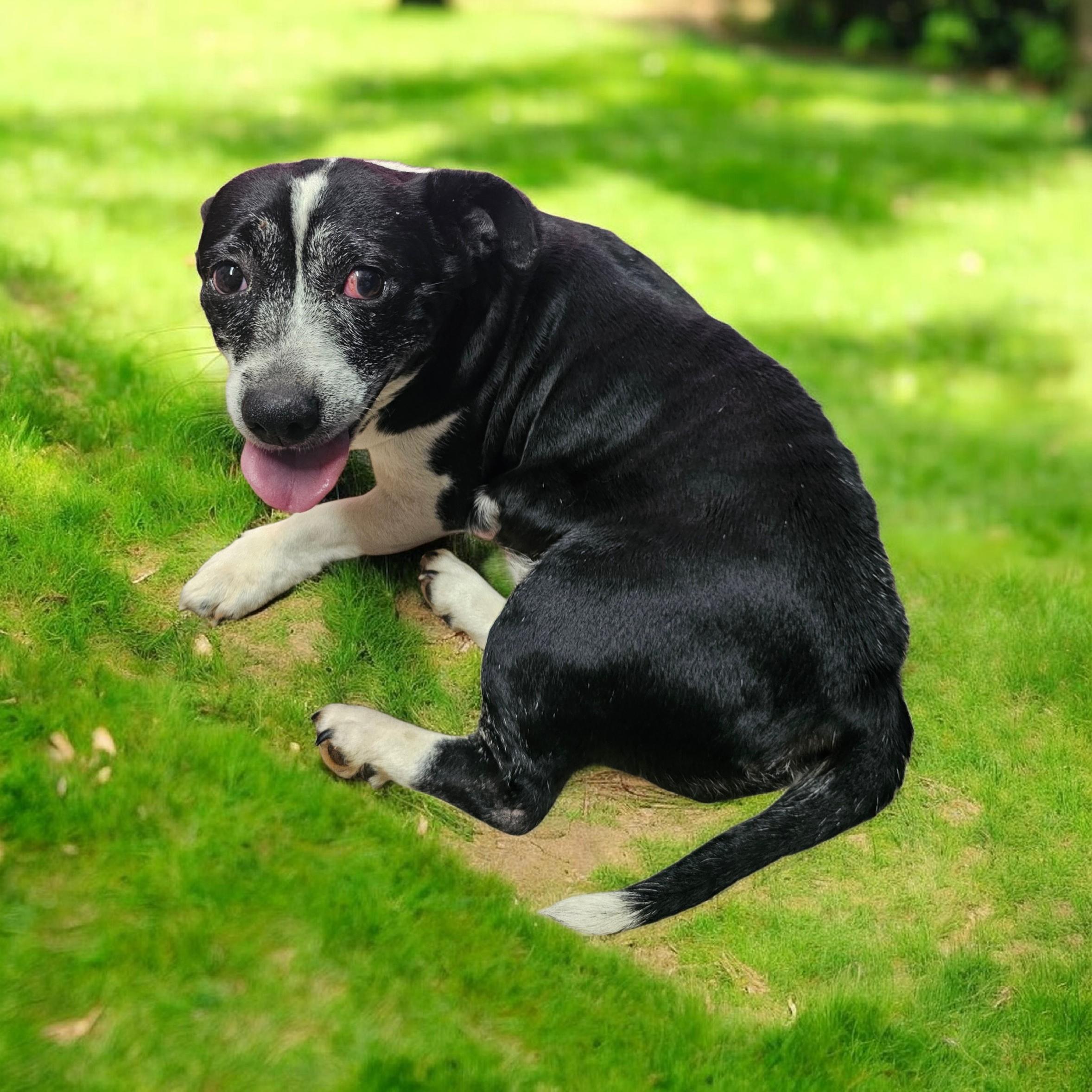 Enlarge Mrs. Doubtfire , a ADOPTABLE mixed breed in Chesnee, SC image 1/5