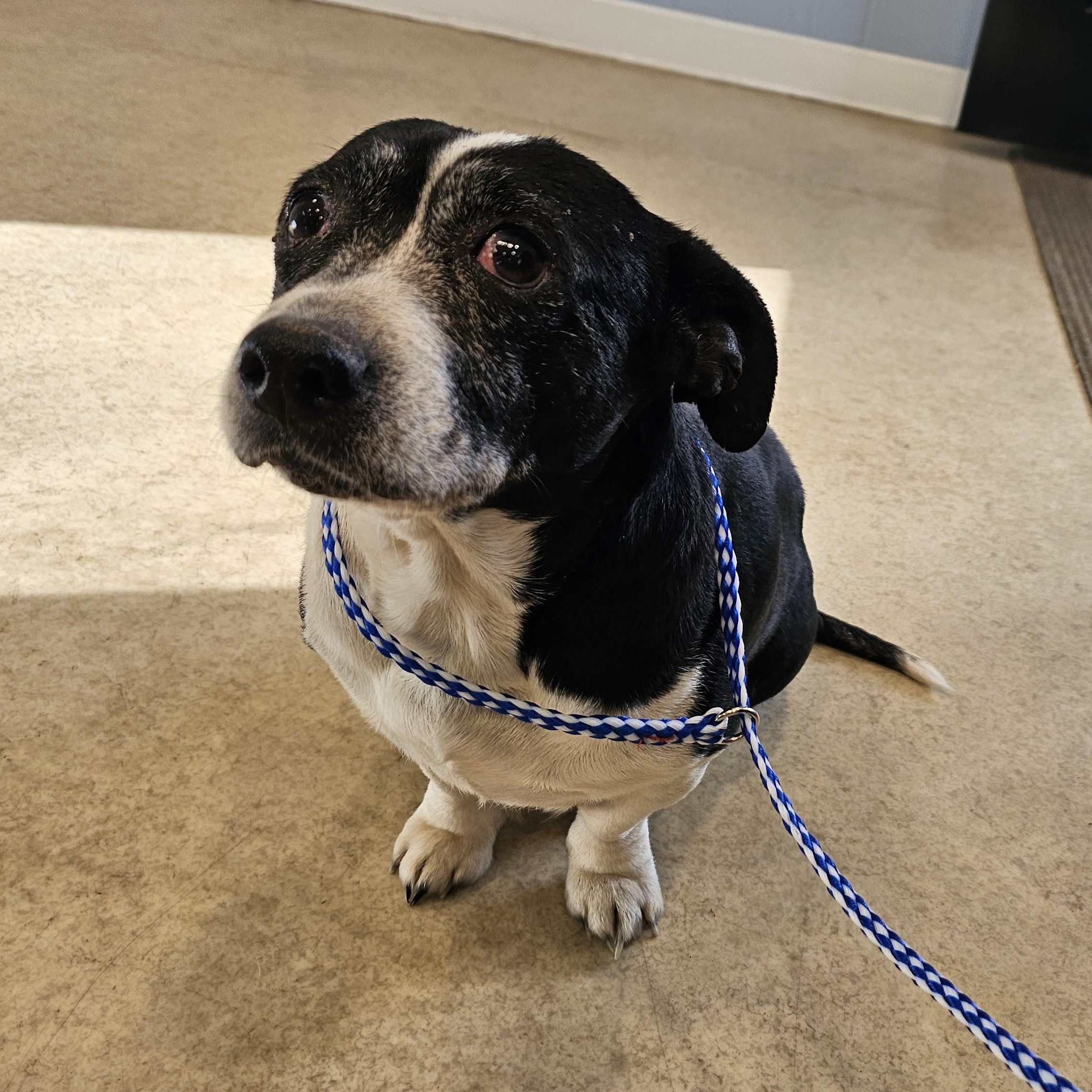 Enlarge Mrs. Doubtfire , a ADOPTABLE mixed breed in Chesnee, SC image 4/5