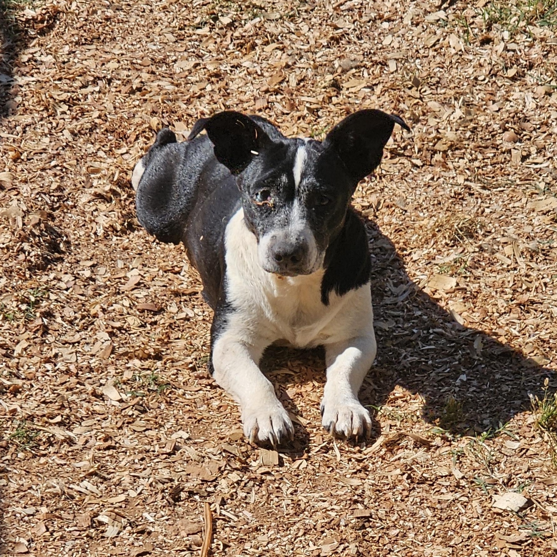 Mrs. Doubtfire , ADOPTABLE, Adult Female Basset Hound.
