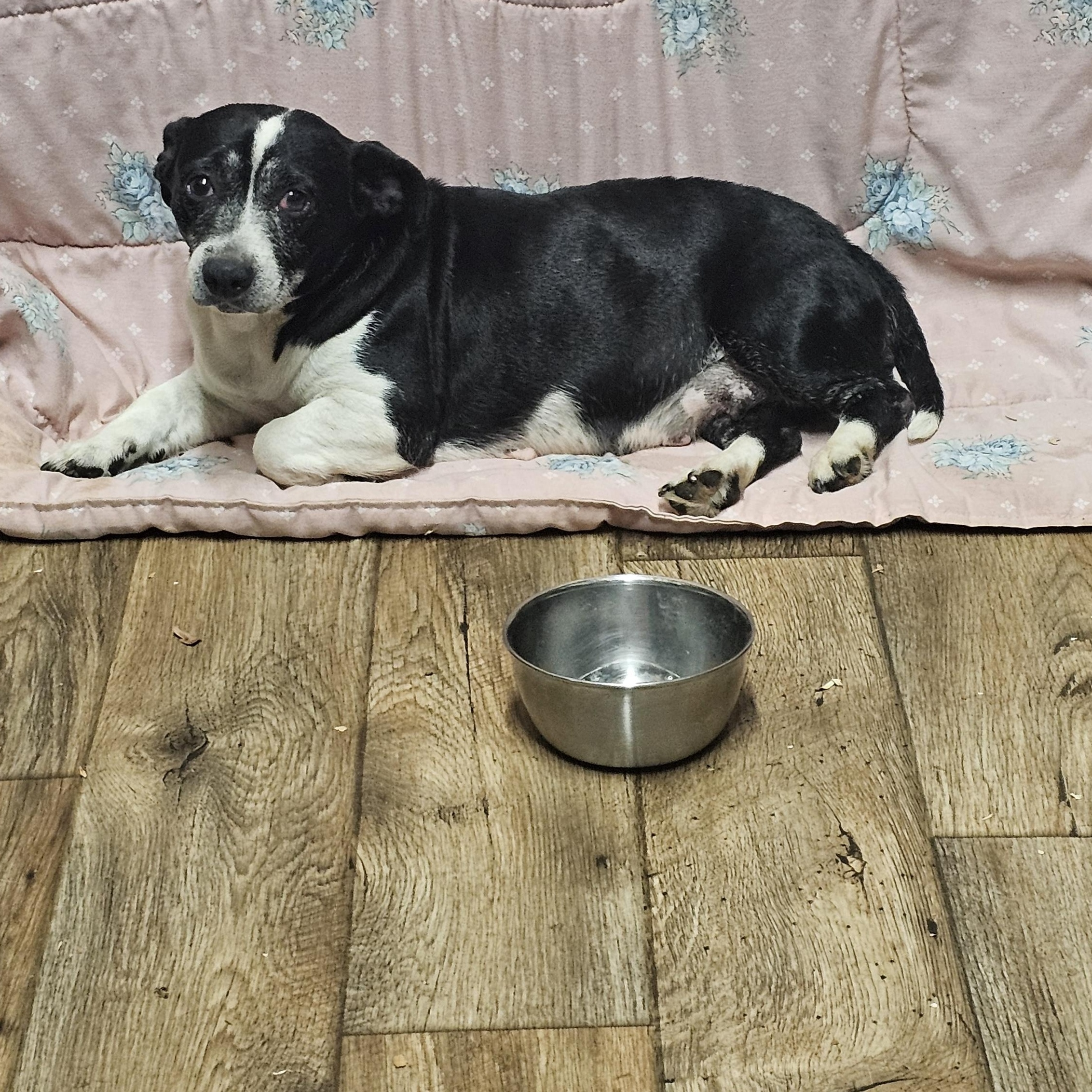 Enlarge Mrs. Doubtfire , a ADOPTABLE mixed breed in Chesnee, SC image 5/5