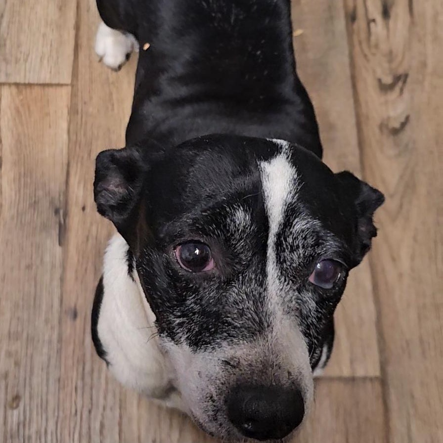 Enlarge Mrs. Doubtfire , a ADOPTABLE mixed breed in Chesnee, SC image 3/5