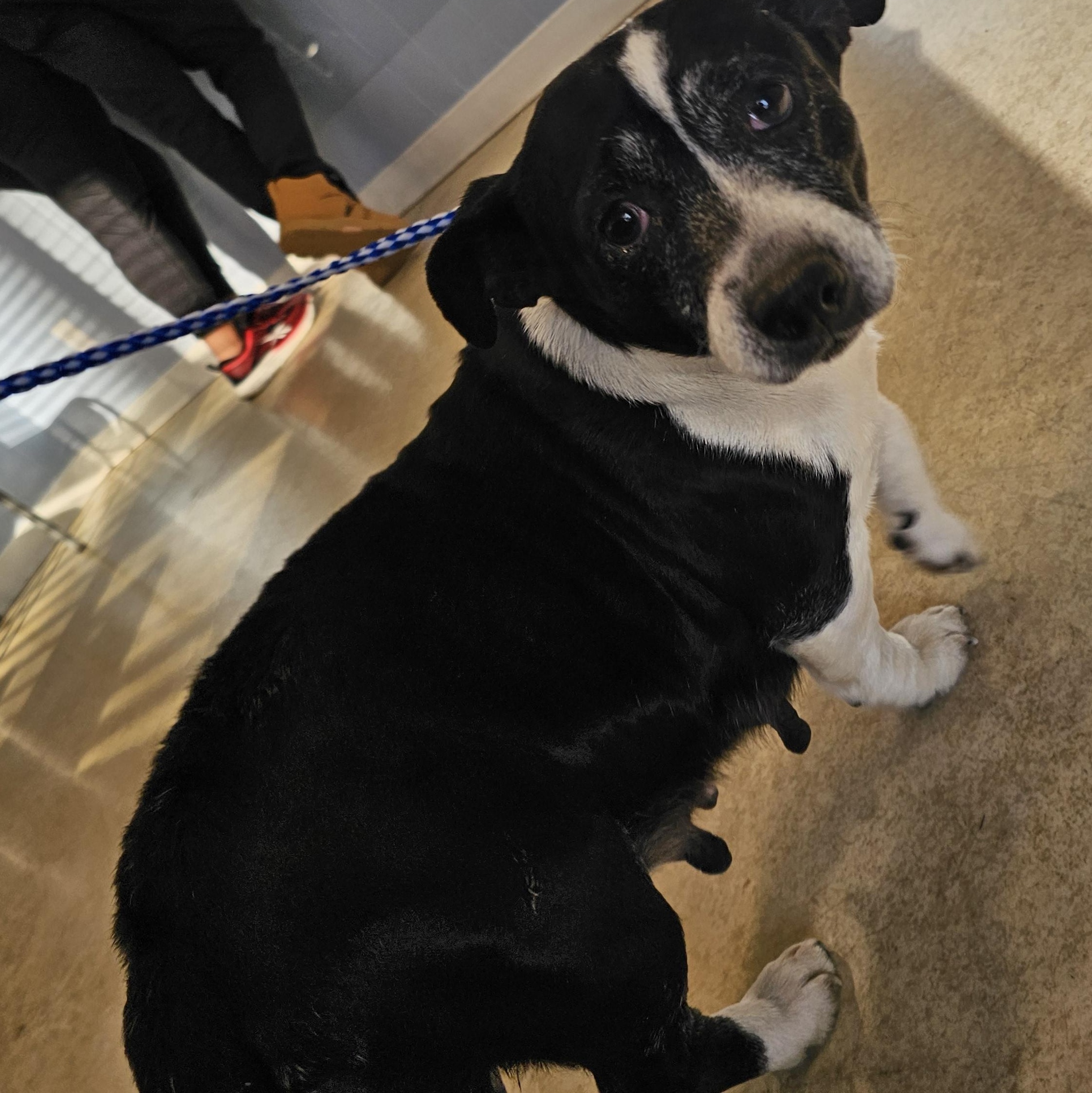 Enlarge Mrs. Doubtfire , a ADOPTABLE mixed breed in Chesnee, SC image 2/5