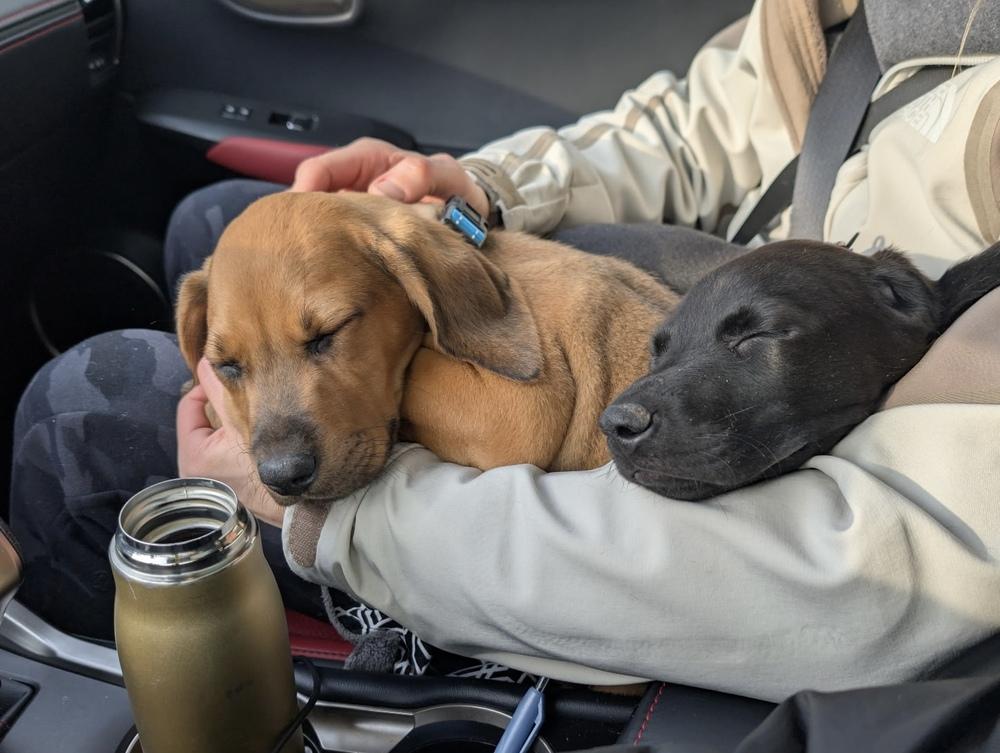 Olaf (Winter Wonderland Litter)