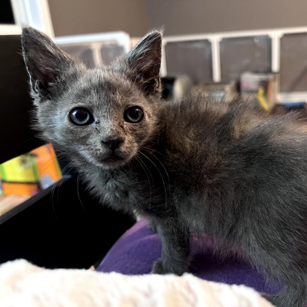 Enlarge Geddy Lee, a Adoptable Domestic Short Hair in Durham, NC image 2/5