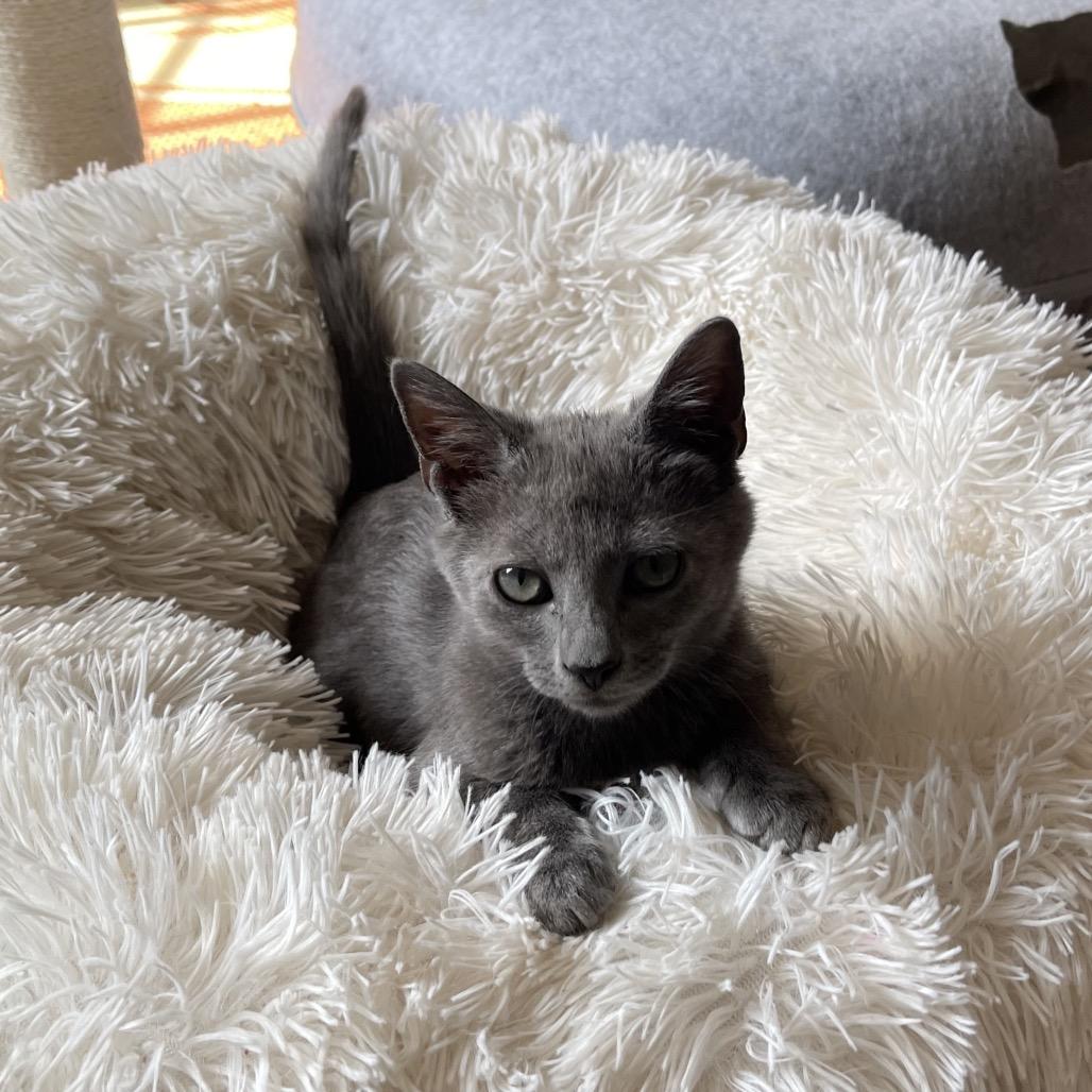 Enlarge Geddy Lee, a Adoptable Domestic Short Hair in Durham, NC image 3/5