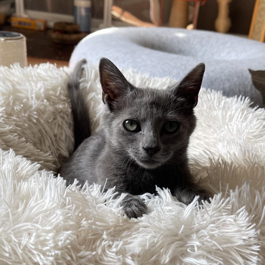 Enlarge Geddy Lee, a Adoptable Domestic Short Hair in Durham, NC image 4/5
