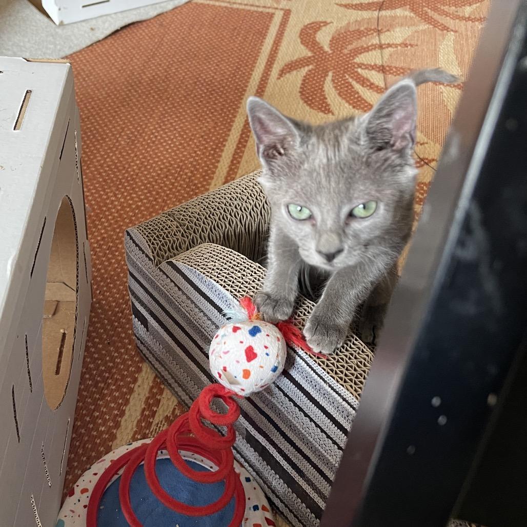 Enlarge Geddy Lee, a Adoptable Domestic Short Hair in Durham, NC image 5/5