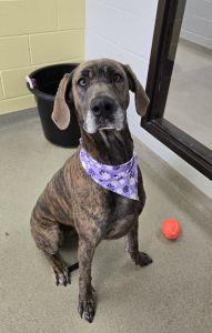 Zoey, ADOPTABLE, Adult Female Great Dane.