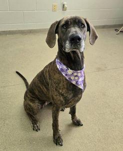 Enlarge Zoey, a ADOPTABLE Great Dane in Bucyrus, OH image 2/4