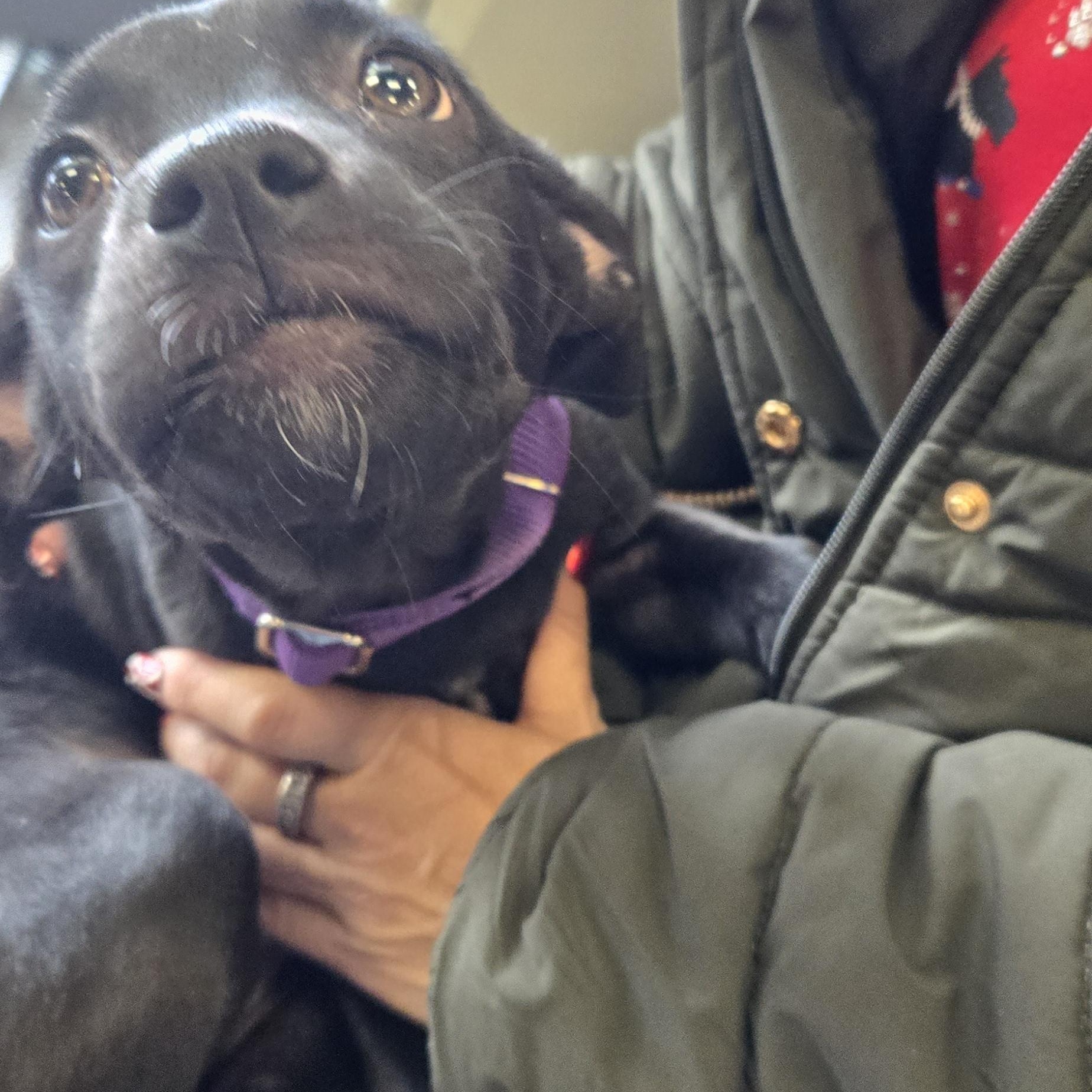 Enlarge Heidy , a ADOPTABLE mixed breed in New York, NY image 2/6