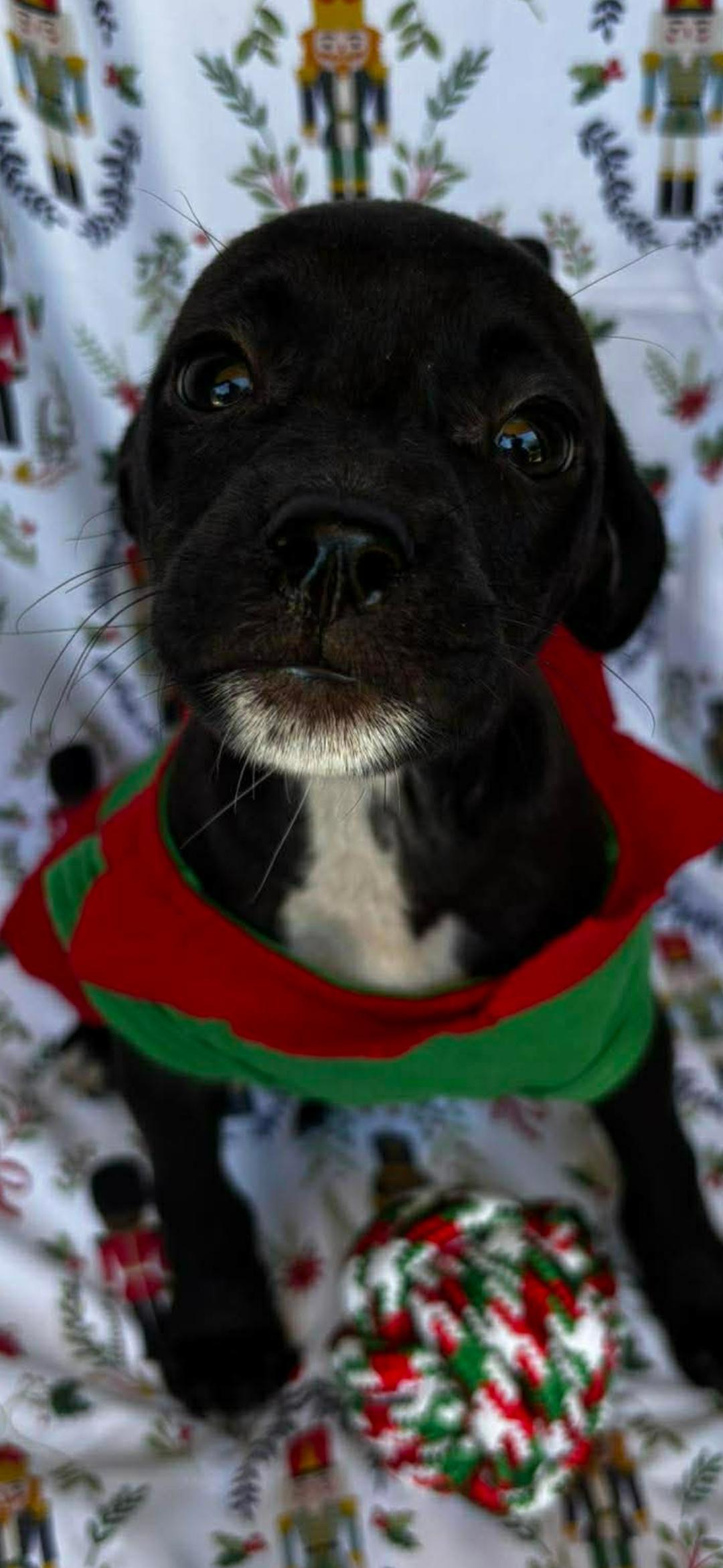 Enlarge Heidy , a ADOPTABLE mixed breed in New York, NY image 4/6