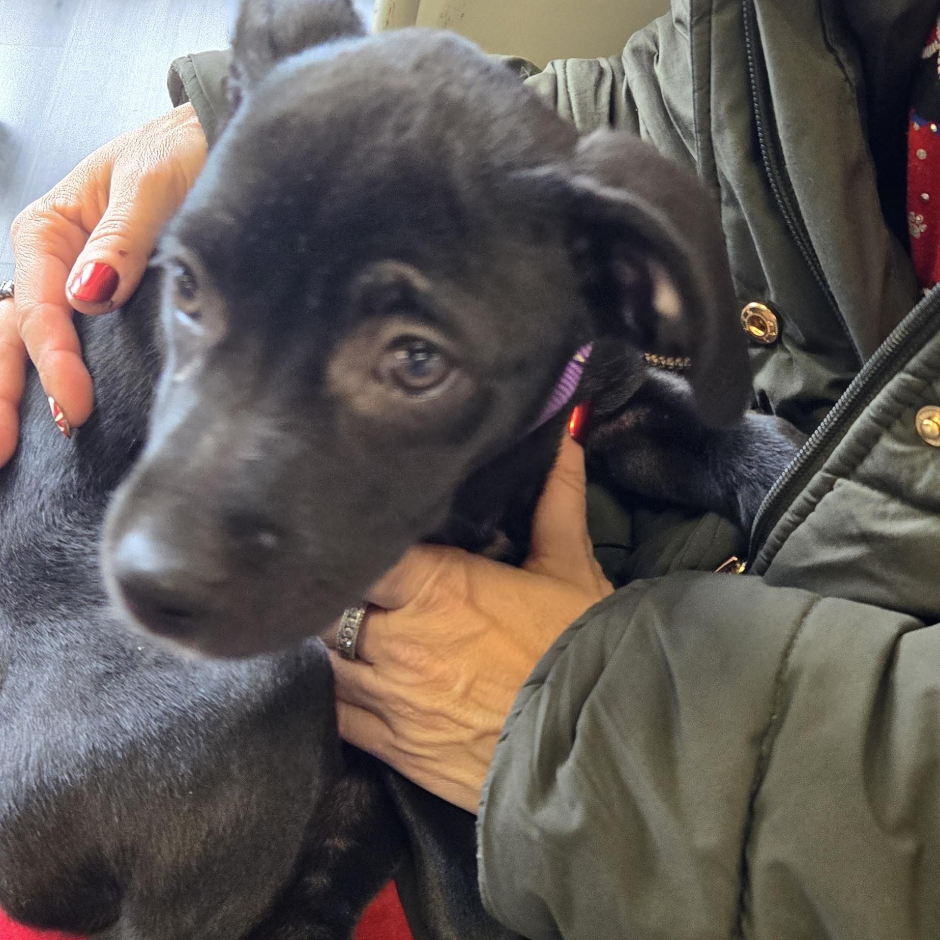 Enlarge Heidy , a ADOPTABLE mixed breed in New York, NY image 3/6