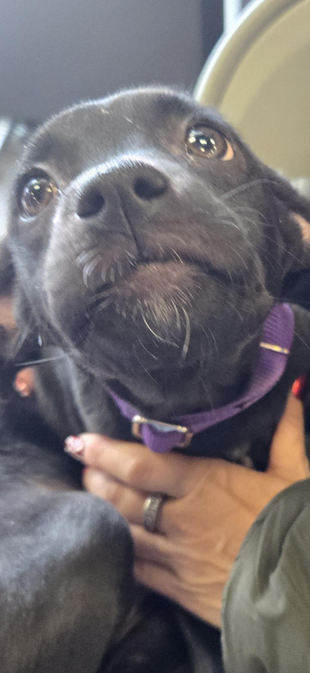 Enlarge Heidy , a ADOPTABLE mixed breed in New York, NY image 6/6