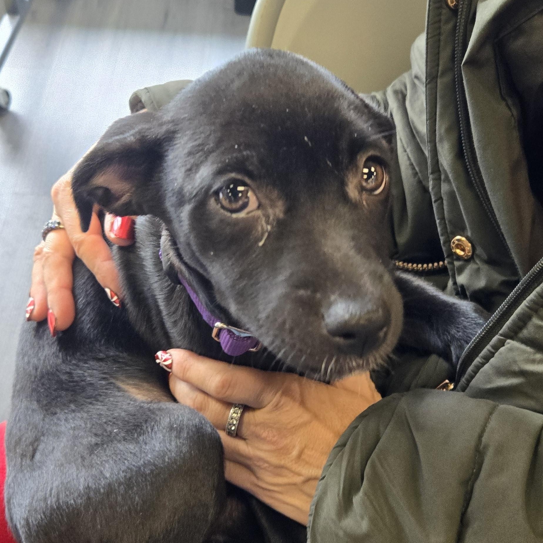 Enlarge Heidy , a ADOPTABLE mixed breed in New York, NY image 1/6