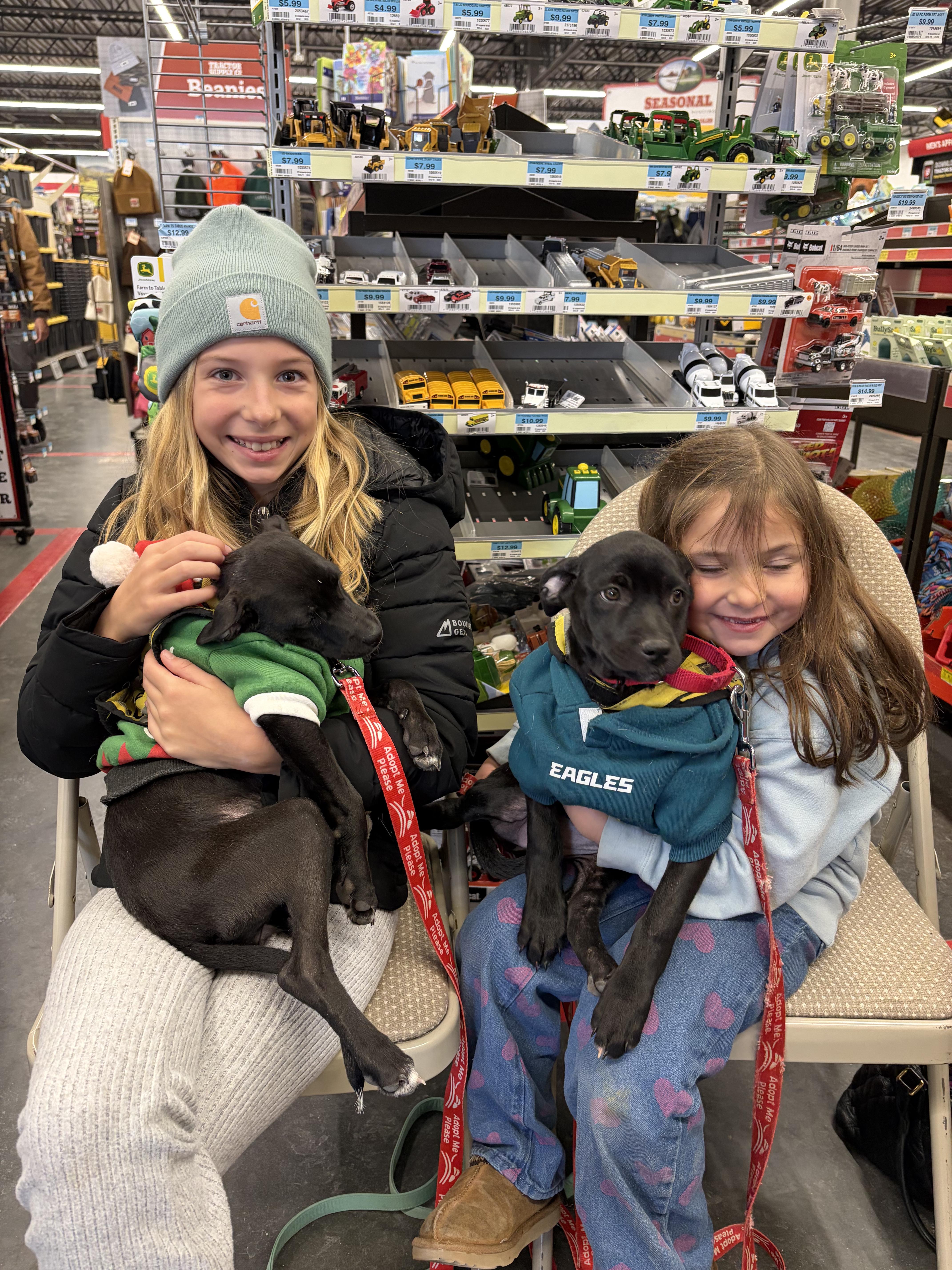 Enlarge Heidy , a ADOPTABLE mixed breed in New York, NY image 5/6