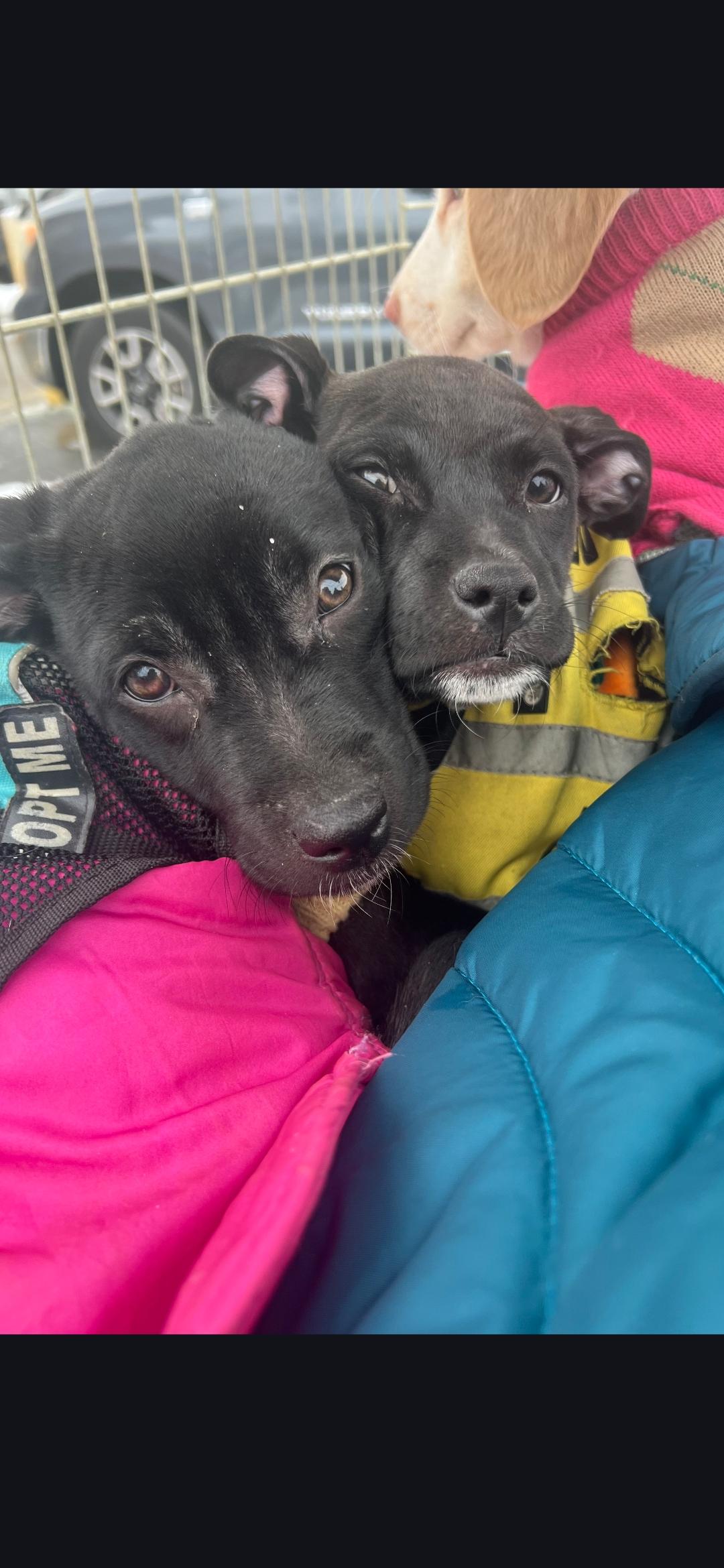 Enlarge Heidy , a ADOPTABLE mixed breed in New York, NY image 4/6