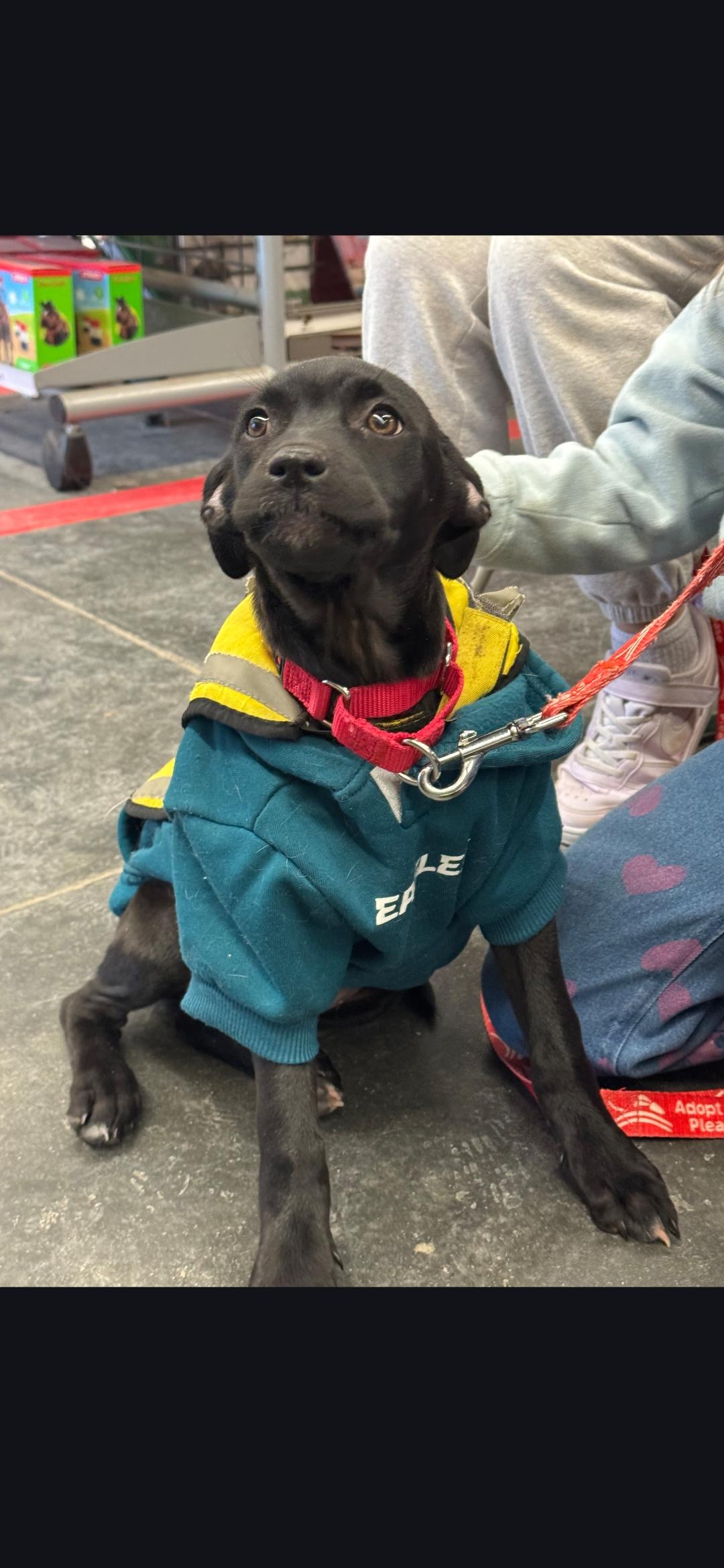 Enlarge Heidy , a ADOPTABLE mixed breed in New York, NY image 6/6