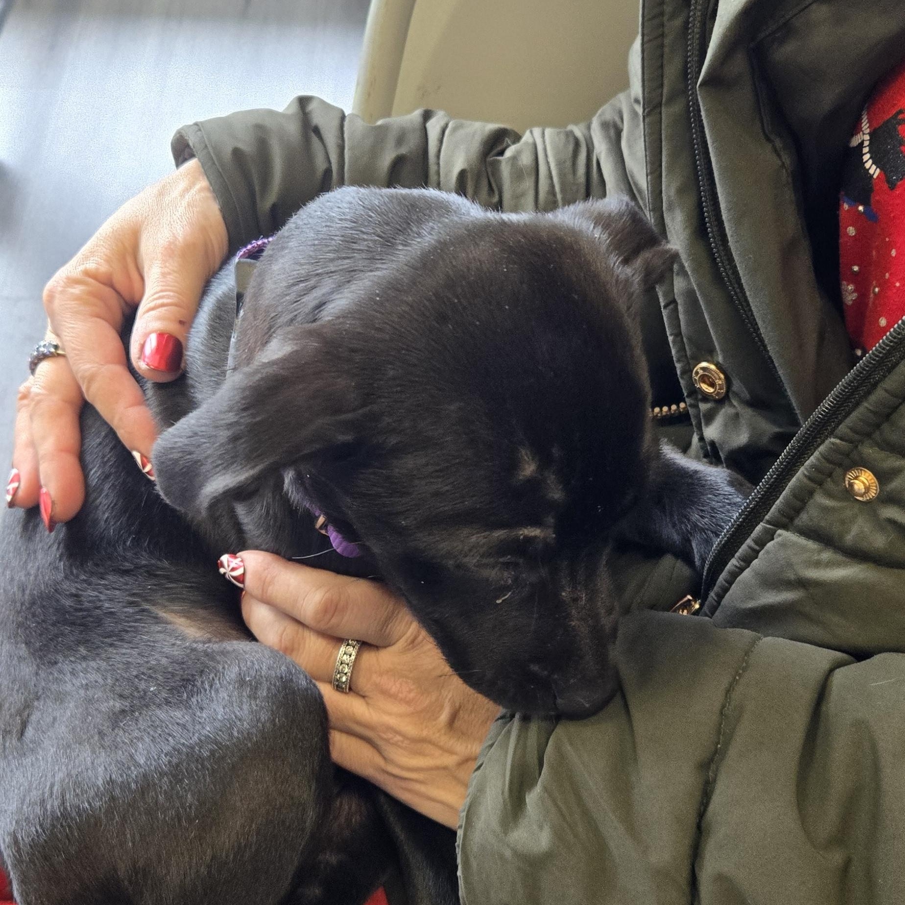 Enlarge Heidy , a ADOPTABLE mixed breed in New York, NY image 5/6