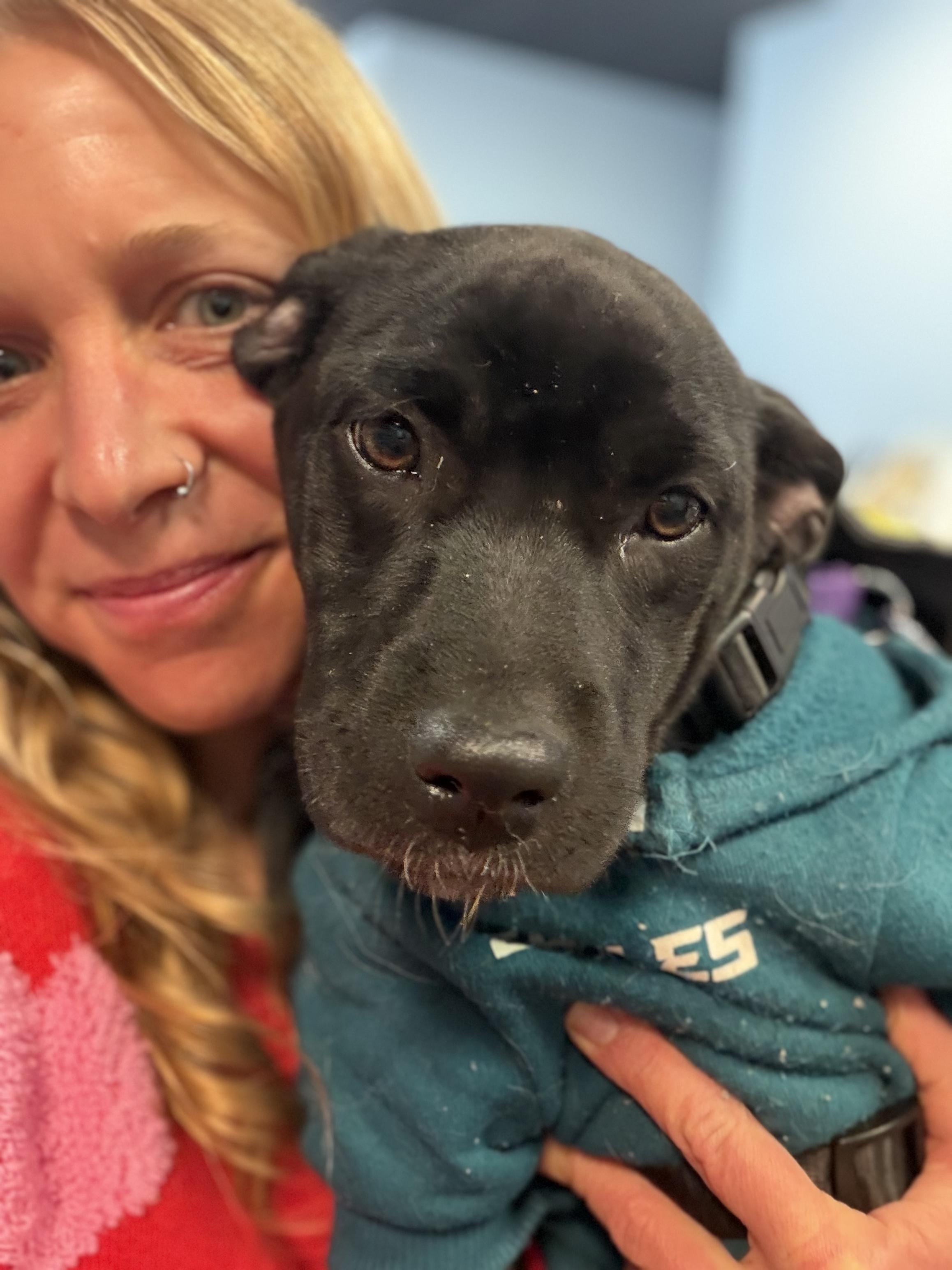 Enlarge Heidy , a ADOPTABLE mixed breed in New York, NY image 6/6