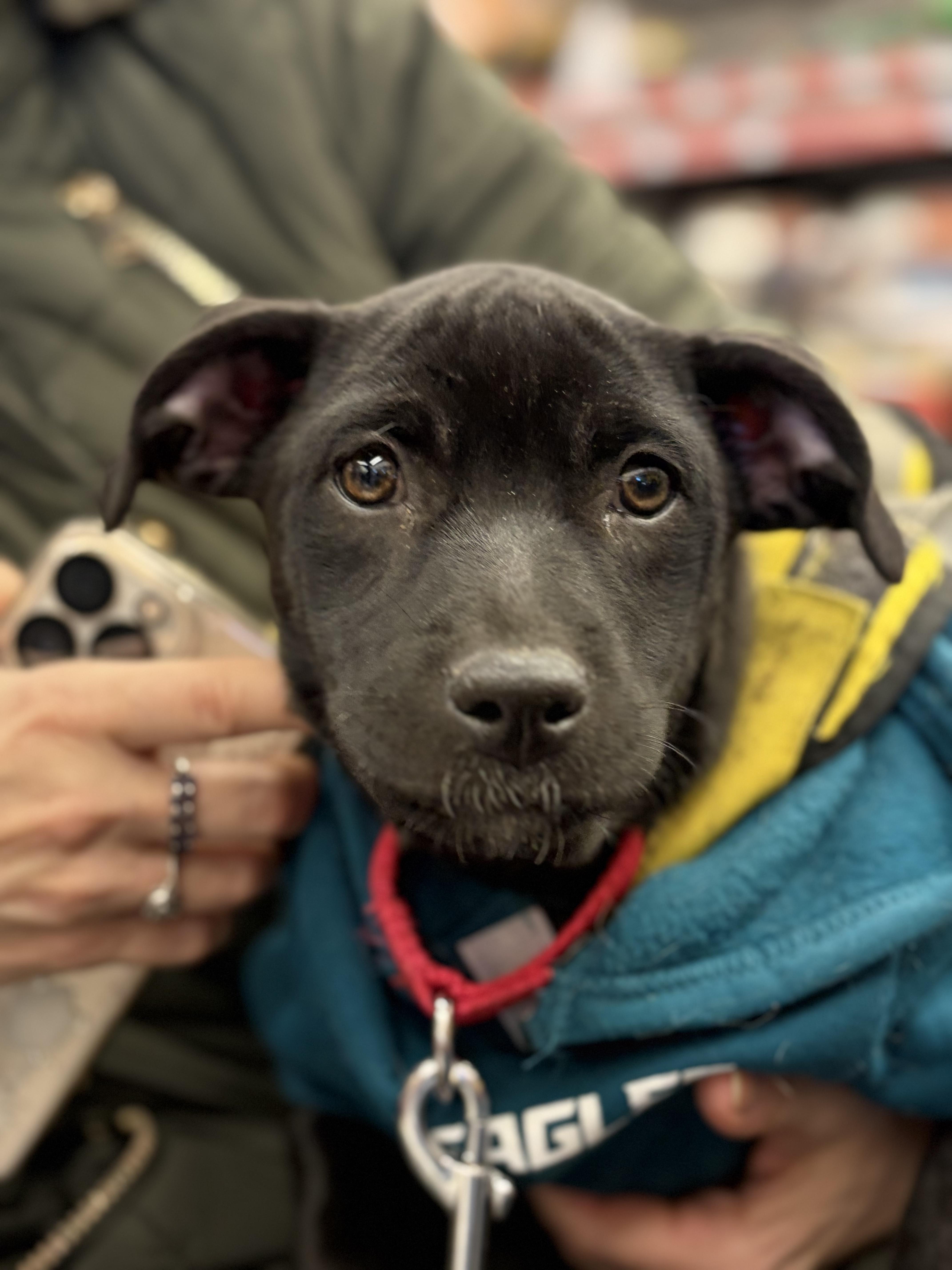 Enlarge Heidy , a ADOPTABLE mixed breed in New York, NY image 1/6