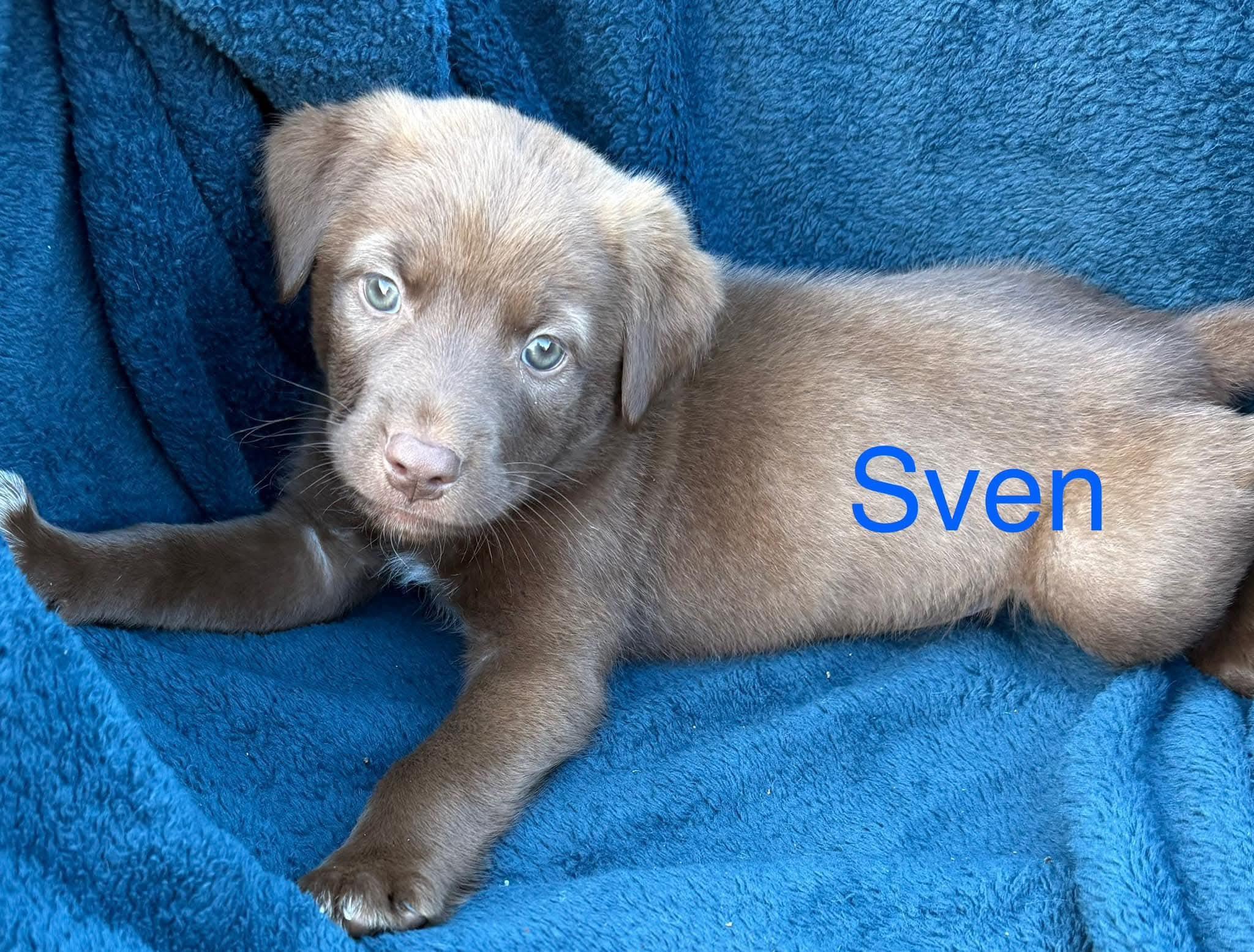 Sven photo 1