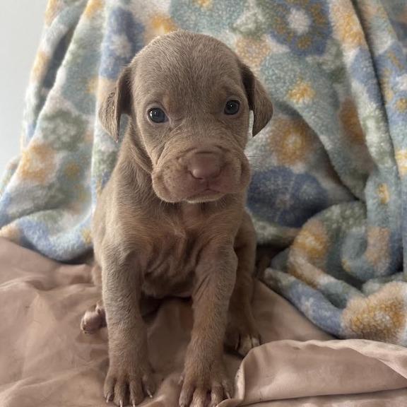 Wake, Adoptable, Puppy Female Labrador Retriever & Mixed Breed.