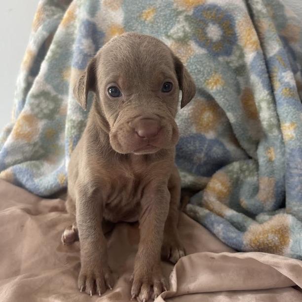 Wake, a Adoptable mixed breed in North Charleston, SC image 2/3