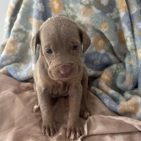 Wake, a Adoptable mixed breed in North Charleston, SC image 3/3