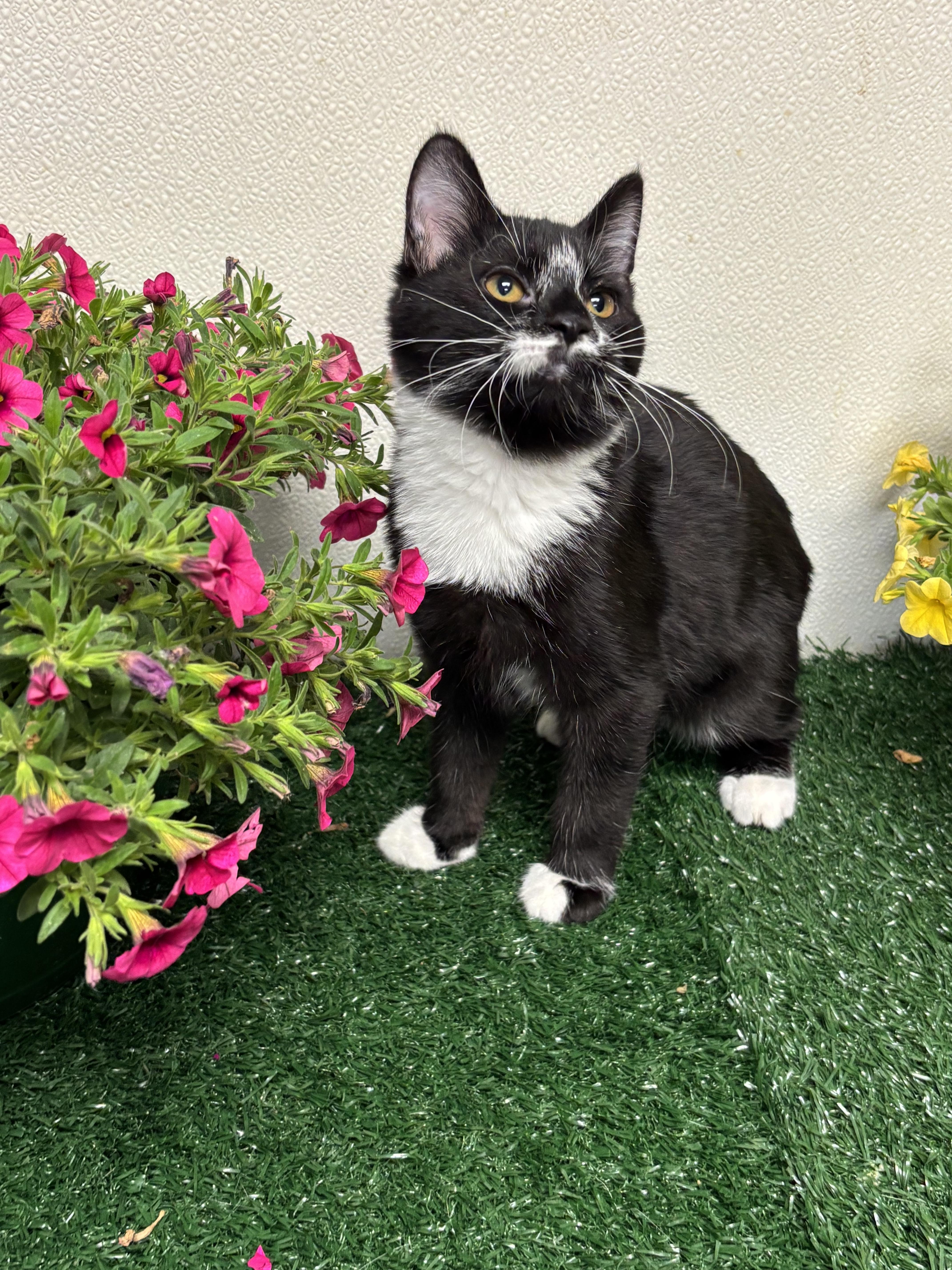 Stu, adopted, Young Male Domestic Short Hair.