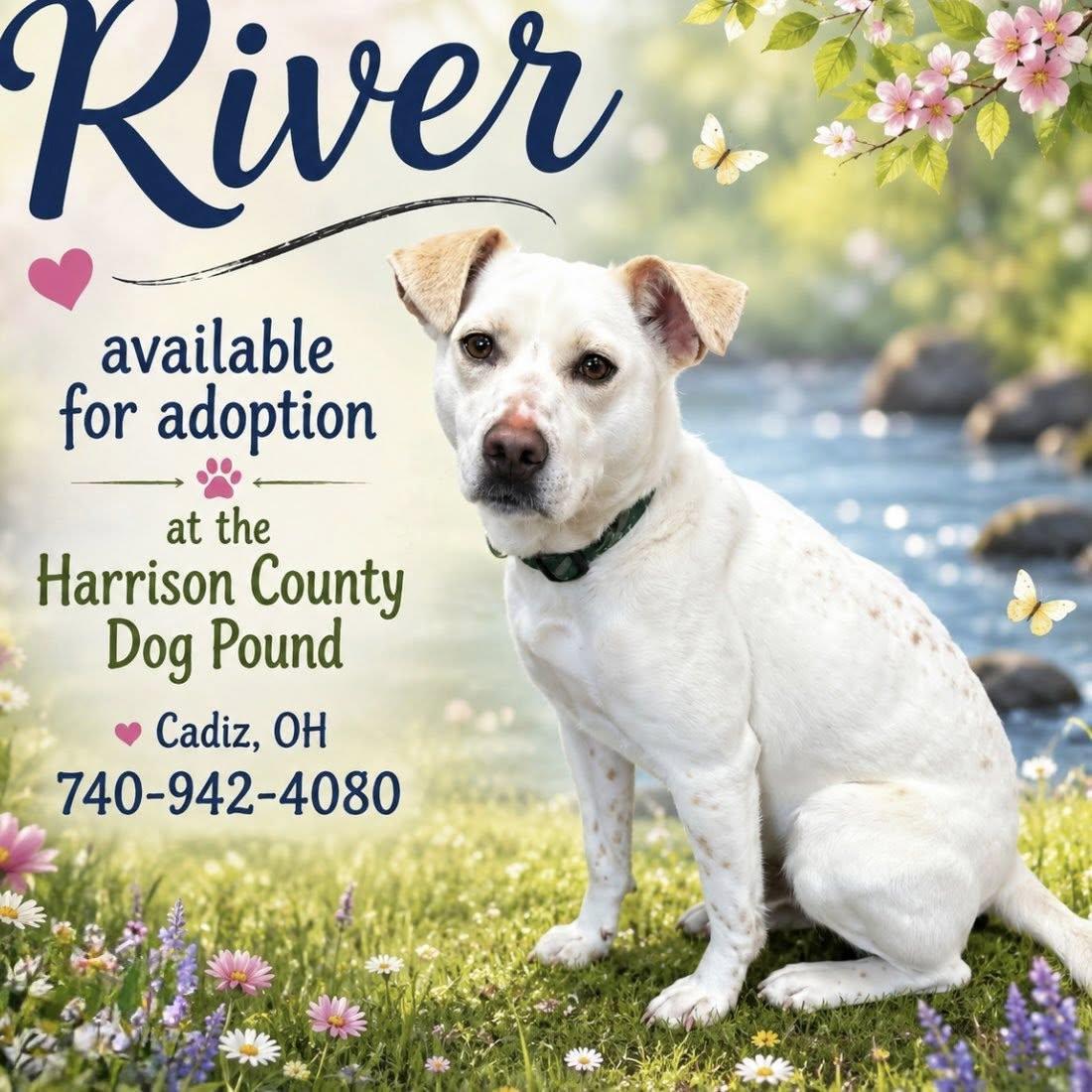 Enlarge RIVER, a ADOPTABLE mixed breed in Cadiz, OH image 2/3